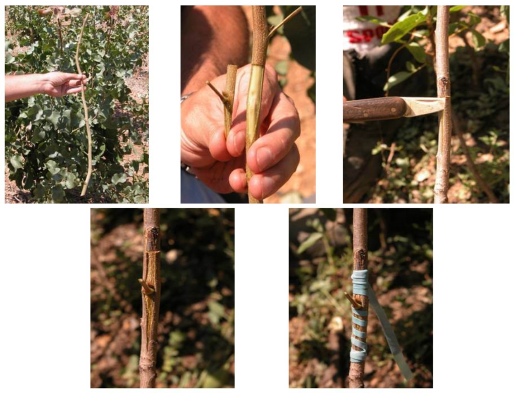 Fotografía nº1: Injerto de escudete, también llamado en T o de yema. Principal técnica de injerto utilizada en el cultivo del pistachero.