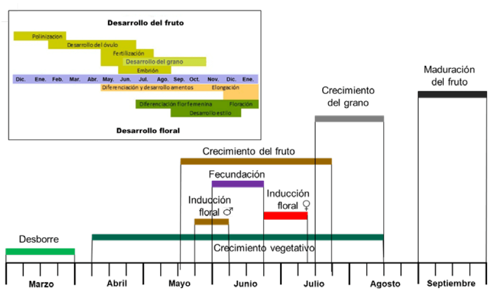 Figura 12: Superior: desarrollo de la flor y del fruto del avellano. Adaptado de “Pollination and Nut Development”, Oregon State University, 2013. Inferior: Estadios de desarrollo del avellano en el suroeste de Francia a lo largo de su período vegetativo. Adaptado de INRA en: “Le Noisetier“, Ctifl (France).