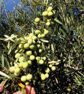 olivos en ses