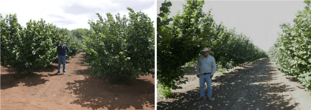 Chile cuenta con las condiciones eda-foclimáticas, el agua y la tecnología para para la producción eficiente de avellano. Ejemplo de nuevas plantaciones multitronco en Collipoli (izquierda) y monotronco en Chillan (derecha).