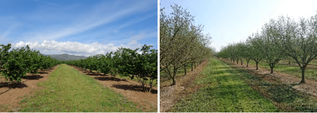 El cultivo del avellano en España se ha realizado tradicionalmente en vaso de volumen notable en multipie o multitronco. En los últimos años se han realizado nuevas plantaciones más intensivas y eficientes como la fotografía izquierda en Alcover (Tarragona) (Fotografía: IRTA). A la derecha plantación monotronco en Brunyola (Girona) (Fotografía: P. Arbonés).