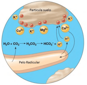 Figura 1. Diagrama sistema interacción complejo suelo – solución suelo – raíz. Modificado de 2005 Pearson Education, Inc. Publicado como Pearson Benjamin Cummings. Todos los derechos reservados.