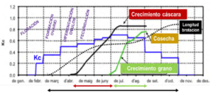 Figura 13: Ciclo anual del avellano indicando los diferentes estados fenológicos y la Kc. Fuente: adaptado de IRTA.