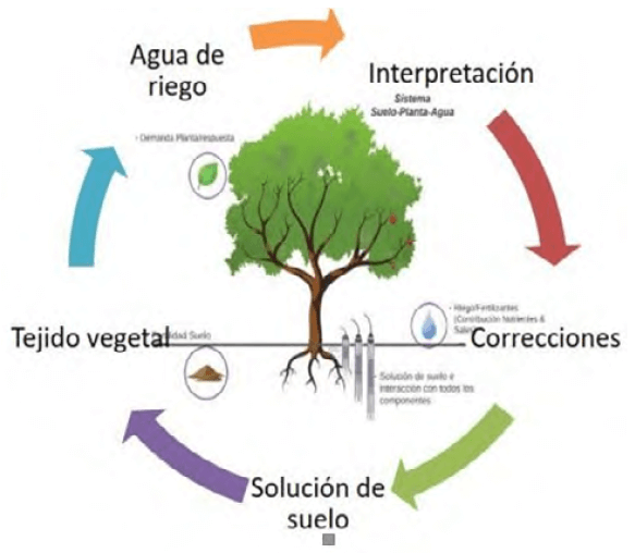 Figura 4. Diagrama cíclico de la auditoría del istema suelo-agua-planta.