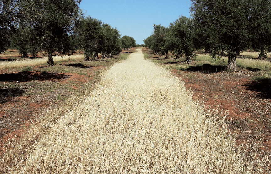 Olivar tradicional con cubierta parcial.