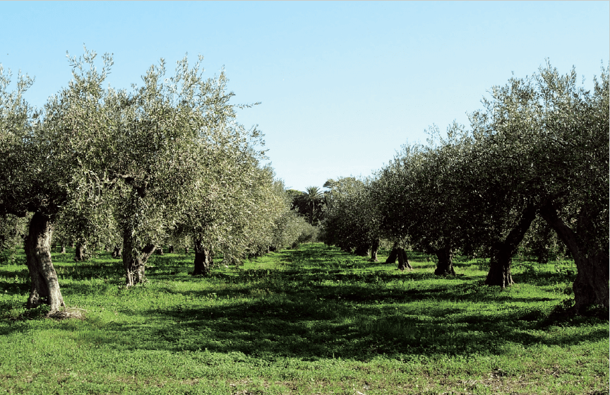 Olivar tradicional con cubierta completa.