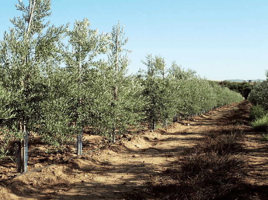 Olivar superintensivo con cubierta parcial.