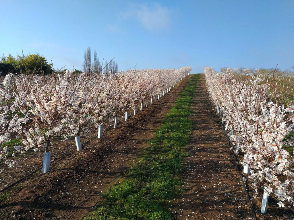 Floración de los almendros en Septiembre 2020 en el campo de Via Wines, San Rafael, Maule.