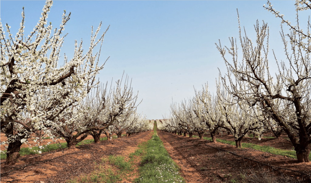 Figura 3A. El vaso con sus diversas modalidades es el sistema de formación más utilizado en ciruelo en todos los países. En las fotos de arriba y abajo izda., vaso tradicional con un marco de plantación de 6x2,75 m en Extremadura (Fotos: Tany Nature). Abajo a la dcha., palmeta con un marco de 4x2 m en Lleida.