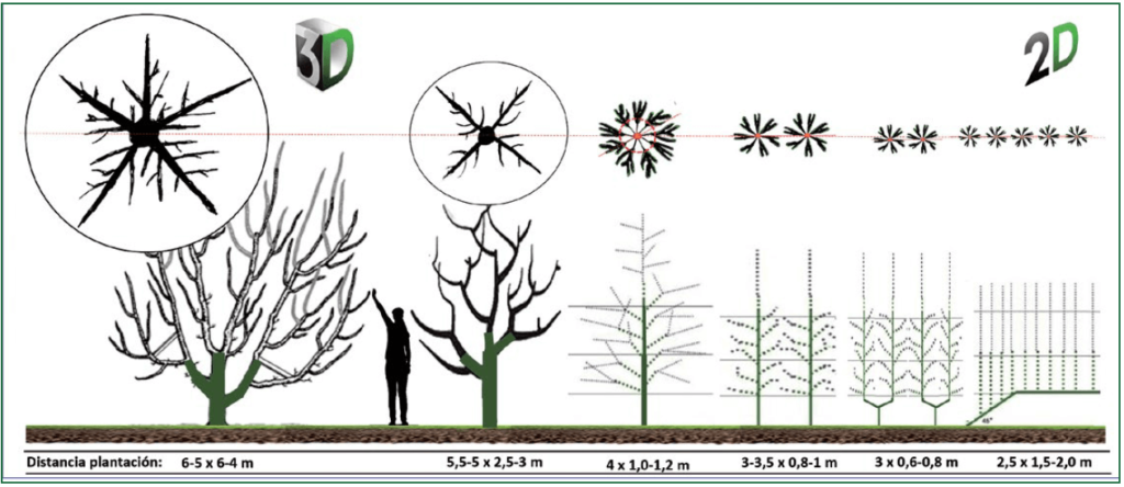 Figura 3B. Evolución de los sistemas de formación en ciruelo en las últimas décadas, desde las formas en volumen o 3D a las planas o 2D como el eje, bieje y multilíder. En la parte superior proyección horizontal de la copa, en la inferior marcos de plantación asociados.