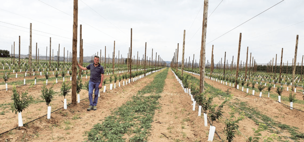 nueva plantación y detalle del doble eje s en su primer verde en la zona de Lleida (Fruites Font), con la variedad ‘Lovita’, patrón Mirobolán 29C, con estructura de soporte para las mallas antigranizo y marco de plantación de 3,8 x 1,2 m.