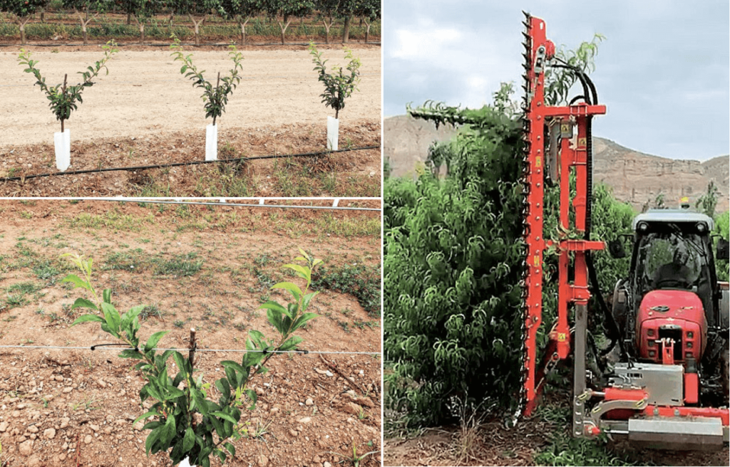 Figura 4. Arriba y a la izda., nueva plantación y detalle del doble eje s en su primer verde en la zona de Lleida (Fruites Font), con la variedad ‘Lovita’, patrón Mirobolán 29C, con estructura de soporte para las mallas antigranizo y marco de plantación de 3,8 x 1,2 m. A la dcha., detalle de la mecanización de la poda en verde (lateral y topping) con este tipo de plantaciones.