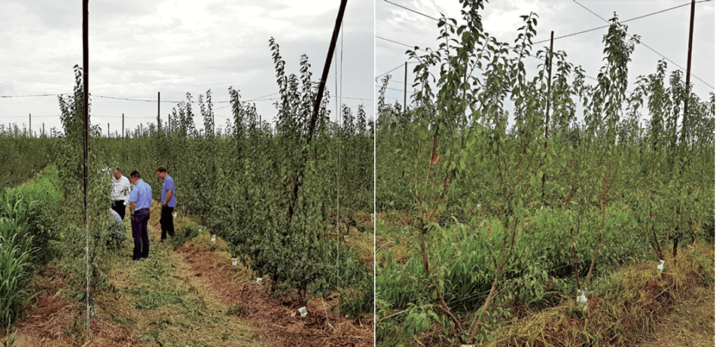 Figura 5. Plantación ecológica en doble eje de la variedad ‘Pixy®’/Rootpac®20 en su segundo año en California (EE. UU.). Marco de plantación 2,8 x 1,5 m.