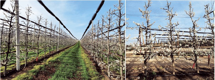 Figura 6A. Arriba, plantación de ciruelo japonés en el Valle del Ebro en su quinto año, con sistema de formación en eje central, patrón Mirobolán 29C y marco de plantación 4,0 x 1,0 m. Abajo, se observan las numerosas ataduras de ramas en árboles jóvenes de 2 años para su posicionamiento horizontal.