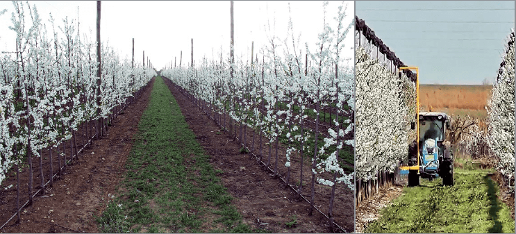 Figura 6B. Plantación de ciruelo japonés en Mauguio (Francia) con patrón Mirobolán 29C en su segundo año de plantación a 3,5x1,0 m (izda., foto: Gradilis). A la dcha., mecanización del aclareo de flores mediante el uso del Darwin en plantación adulta.