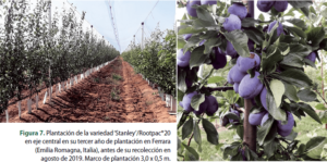 Figura 7. Plantación de la variedad ‘Stanley’/Rootpac®20 en eje central en su tercer año de plantación en Ferrara (Emilia Romagna, Italia), antes de su recolección en agosto de 2019. Marco de plantación 3,0 x 0,5 m.