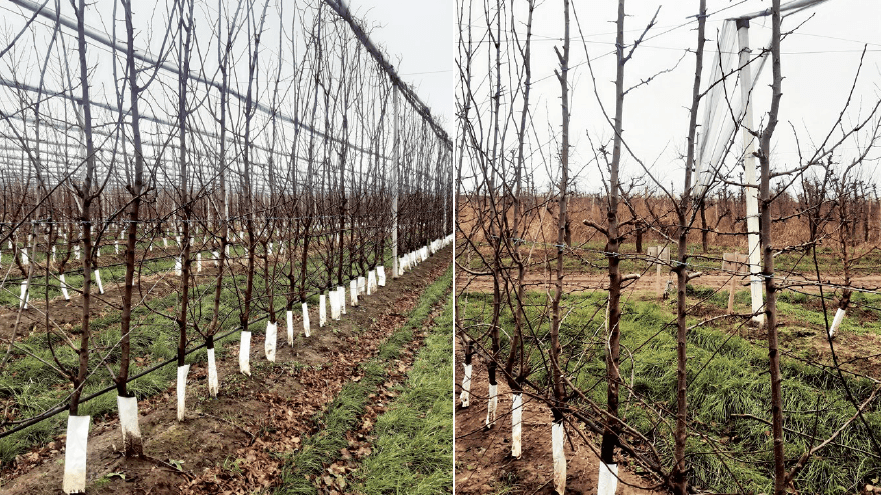 Figura 8. Variedad ‘Stanley’/Rootpac®20 en eje central al final de su tercer año de plantación en Banat (Serbia), antes (izda.) y después (dcha.) de la poda de invierno. Marco de plantación 3,0 x 0,5 m.