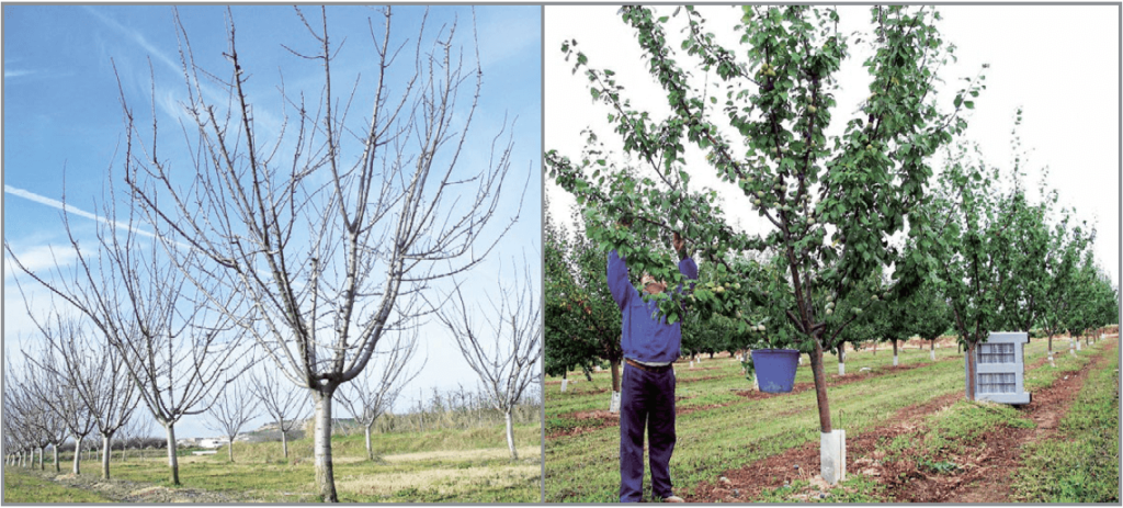 Figura 10. Vaso tradicional variedad ‘Claudia Tolosa’ con patrón Jaspi con marco de plantación 6 x 4 m de 5 años (izda.). A la dcha., recolección en plantación adulta.