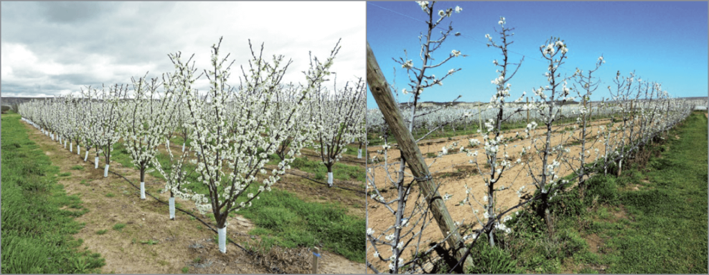 Figura 11A. Plantación en seto de la variedad ‘Claudia de Tolosa’/Rootpac®20, marco de plantación 3,5x1,0 m, en su cuarto verde (2017). Arriba izda. en vaso, a la dcha. en eje central con estructura de apoyo. Abajo, poda en verde a mediados de junio en la Finca Experimental del INTIA de Sartaguda (Navarra).