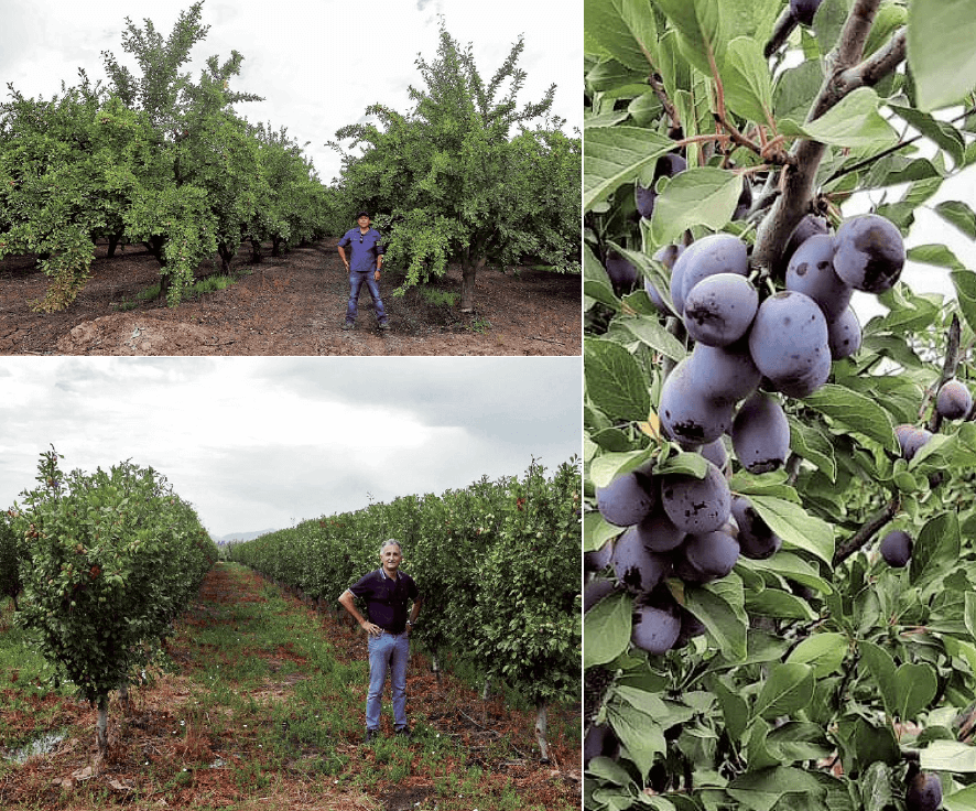 Figura 12. Diferencias en la densidad de plantación, el volumen y la arquitectura del árbol correspondientes al vaso tradicional y al seto de la variedad ‘Agen’ en Agrícola San Miguel (Peralillo, O’Higgins, Chile).