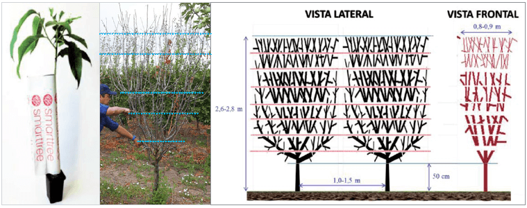 Figura 13. A la izda., árbol Smarttree® con protector preparado para su plantación. En el centro, árbol adulto con múltiples ramas, indicándose los despuntes realizados en verde. A la dcha., vista lateral y frontal del seto con sus dimensiones (Iglesias y Zuñiga, 2021).