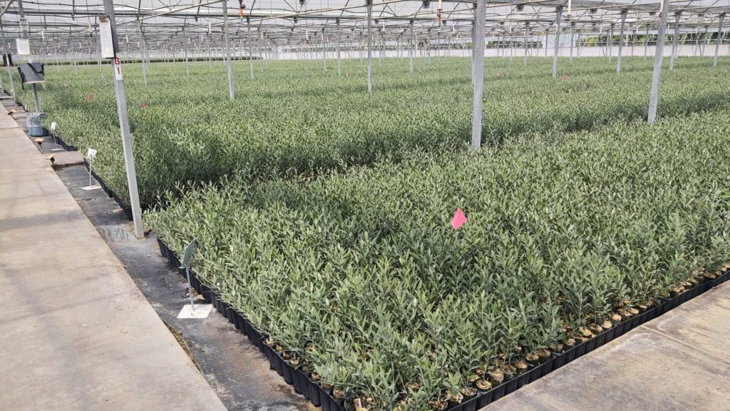 Figure 5a. Agromillora California. Olive production in 18ct Air Trays with 65mm wide x 120mm long Ellepots