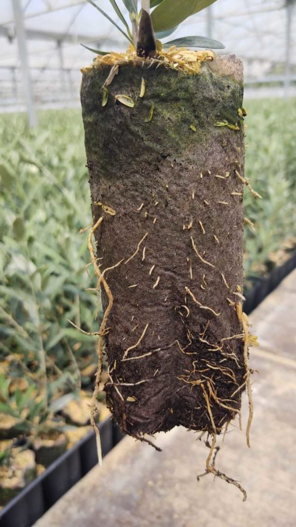 Figure 5b. Agromillora California. Close up of Olive root development grown in 18ct Air Tray with 65mm wide x 125mm long Ellepot