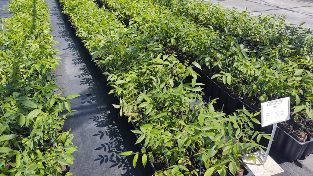 Figure 5c. Agromillora California. Cloned Walnuts 2 weeks after transplanting a 30mm Ellepot into a 10ct Air Tray with 80mm Ellepots