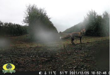 Figura 10. Zorro común (Vulpes vulpes).