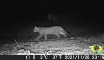 Figura 12. Gato montés (Felis silvestris).