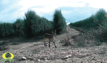 Figura 15. Cabra montesa (Capra Pyrenaica).