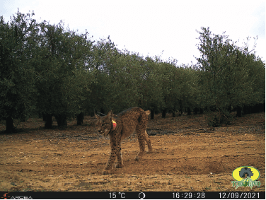 Figure 5. Iberian lynx (Lynx pardinus) male.