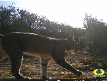 Figure 6. Iberian lynx cub (Lynx pardinus).