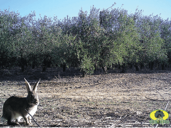 Figura 8. Conejo (Oryctolagus cuniculus).