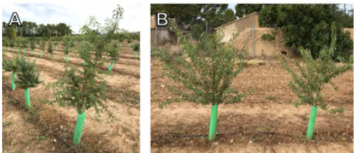 (A) Ramificación de un ideotipo de almendro y (B) arquitectura de una variedad con mayor vigor en ‘Garnem’ (izquierda) o menor vigor en ‘GN-8’ (derecha).