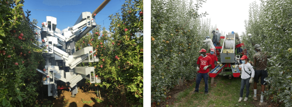 Figura 4. El recolector FFRobot en pleno trabajo de campo con sus 12 brazos robóticos recolectores independientes. Pueden observarse las cintas de descarga de las manzanas en tres niveles de altura lo que posibilita la recolección en una sola pasada de las dos caras de la plantación (Izquierda). A la derecha comparación con una plataforma automotriz convencional (Foto: I. Iglesias).