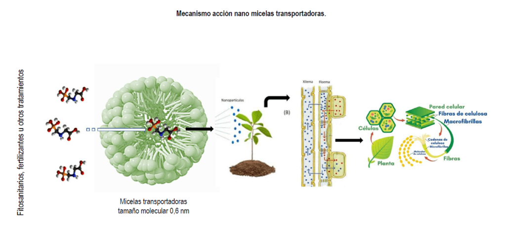 Mecanismo acción nano micelas transportadoras.