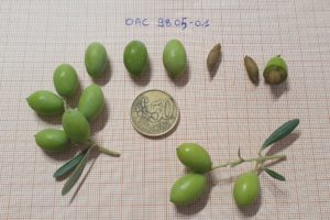 Foto 5. Frutos y endocarpios de Coriana®