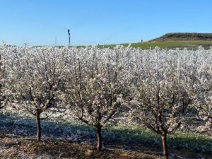 La instalación del aspersor se ha realizado sobre un soporte telescópico que, mientras no se necesita, el aspersor queda dentro del seto para que no interfiera en ninguna de las labores de cultivo (como la poda o la recolección)