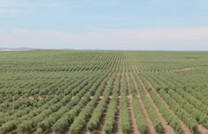 Las barreras se han ido superando y han dado pie a fondos con plazos de inversión a medio plazo a situar nuestro sector en el centro de su radar