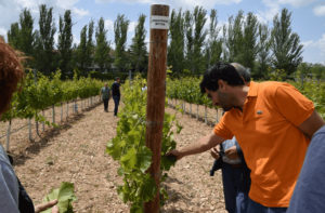 Agromillora coordina un proyecto de investigación para desarrollar nuevas variedades con genes resistentes a estas enfermedades