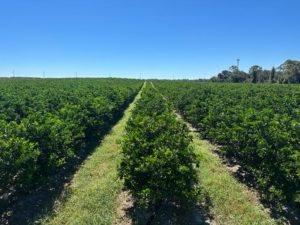 With high-density and trees planted on a 12-foot by 4-foot spacing, rows can be trained for mechanical harvest and more efficient hand harvest