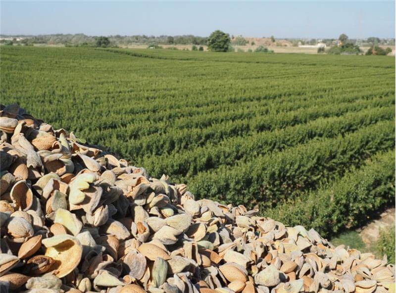 I mercati volontari del carbonio nel settore agricolo