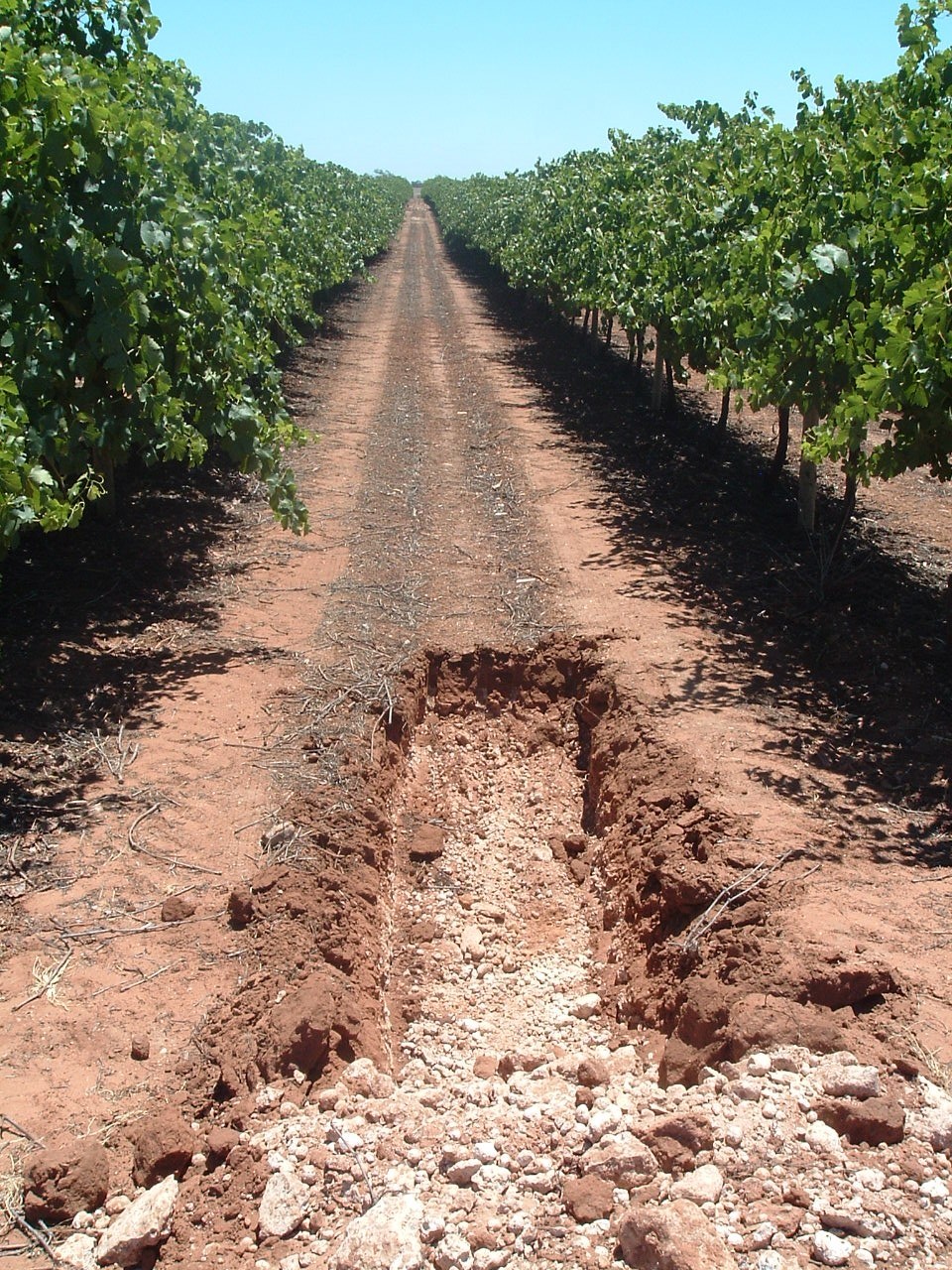 Incluso los estudios de suelos realizados a posteriori de la plantación permiten readaptar las prácticas de manejo e incrementar la calidad de las uvas.