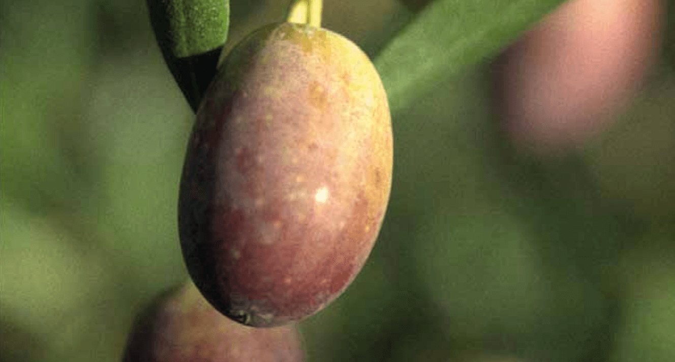 New olive varieties