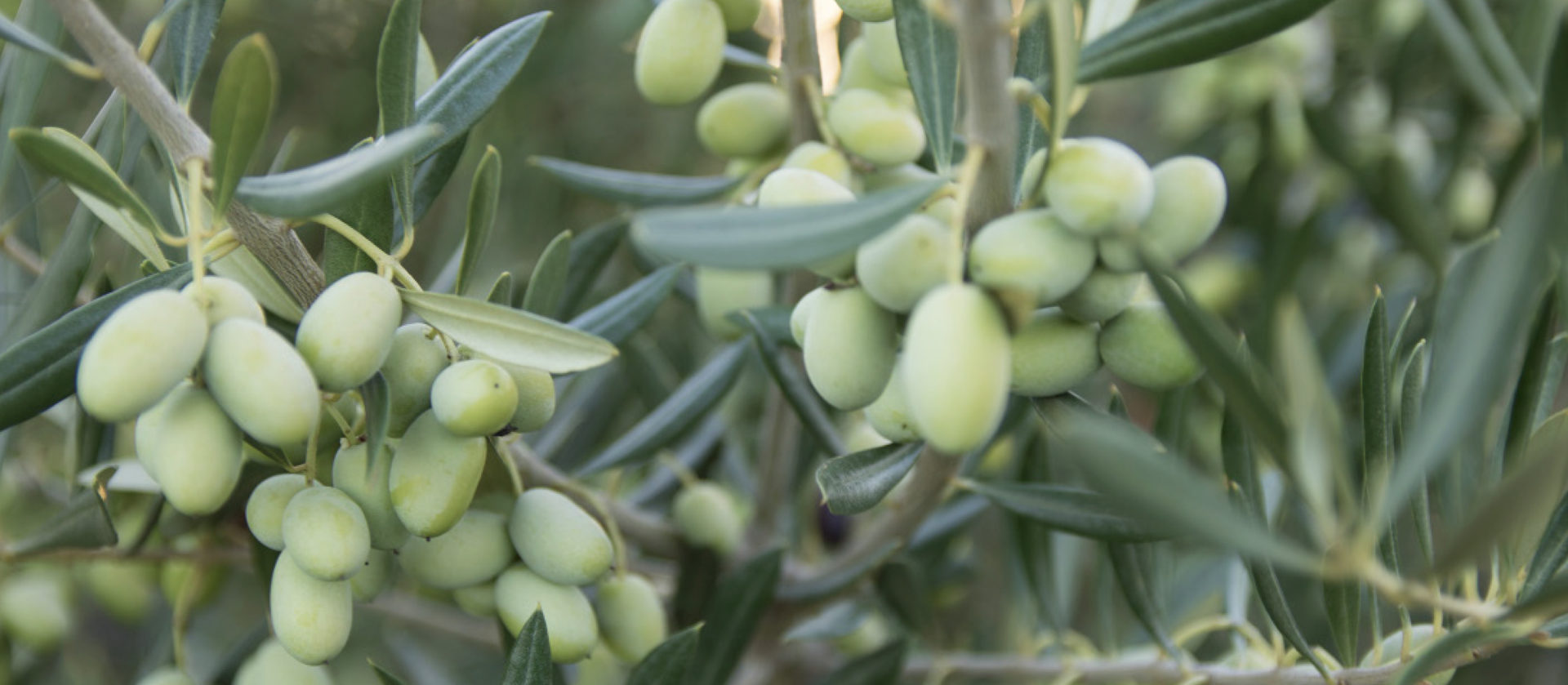 Xylella (Hızlı Ölüm Hastalığı); Lecciana ve Leccio del Corno’daki gözler