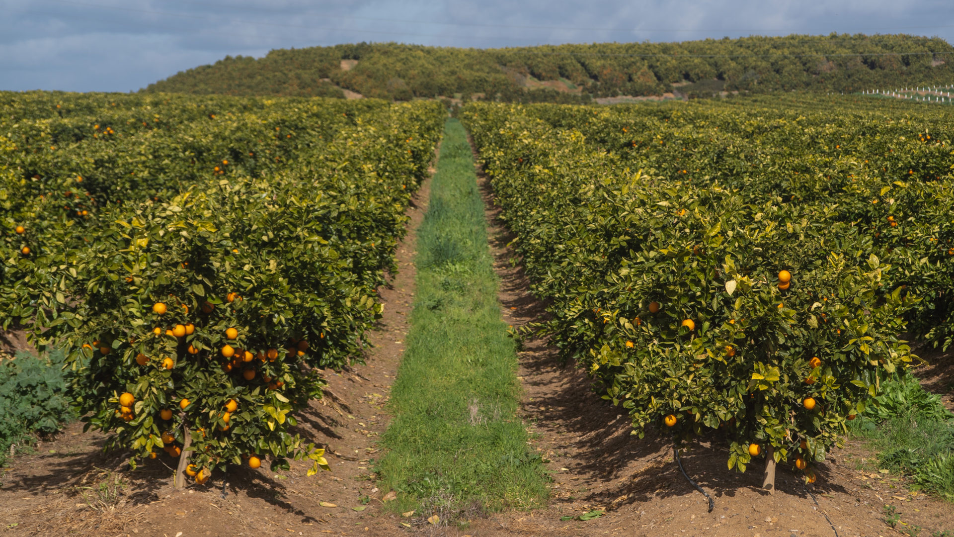 I futuri e attuali sfide dell’agricoltura degli agrumi a livello mondiale