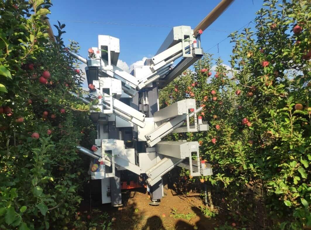 Um sonho tornado realidade: o robô coletor de frutas frescas