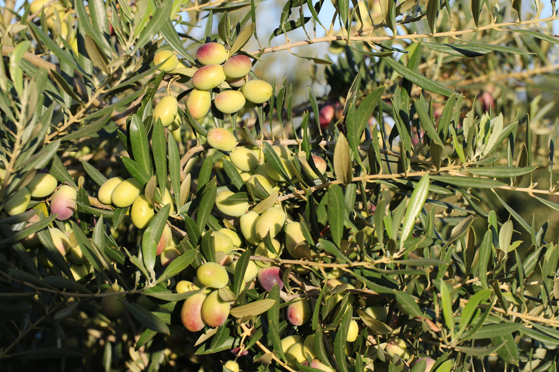 Lecciana, Yeni Düşük Sürme Gücüne sahip Süper SIK DİKİM SİSTEMİNE uygun ve Nutrasötik Naturel Sızma Zeytinyağı Üretimi