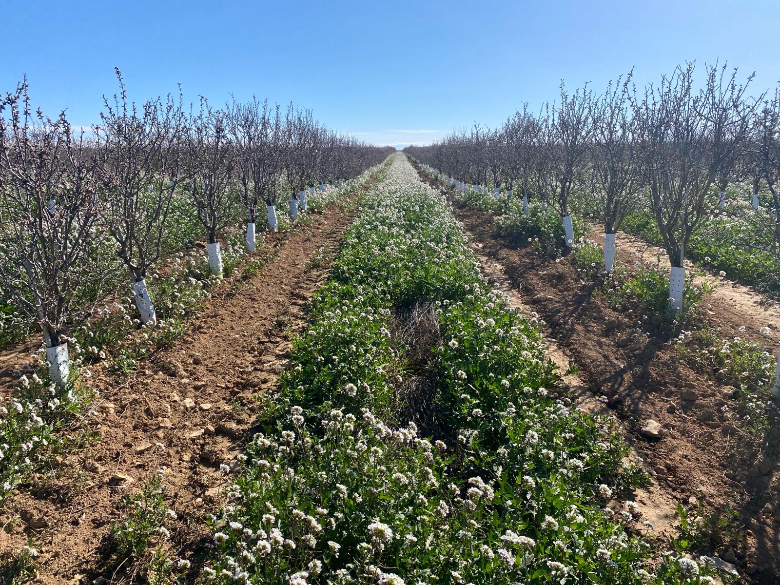 El almendro autorradicado en seto: un nuevo modelo productivo para su cultivo en secano